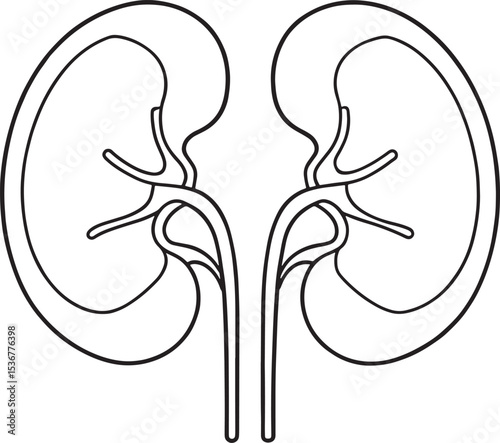 A detailed human kidney organ anatomy drawing showcasing its complex renal structure for medical study