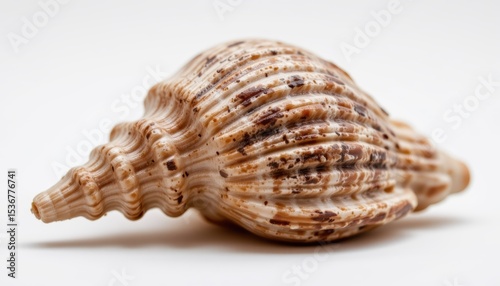 Close-Up View of a Decorative Brown Seashell on a Plain Background