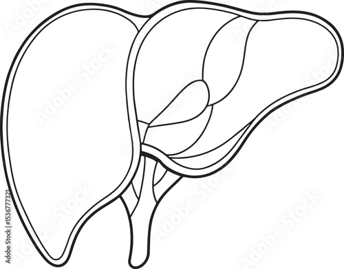 Detailed human liver anatomy drawing medical illustration