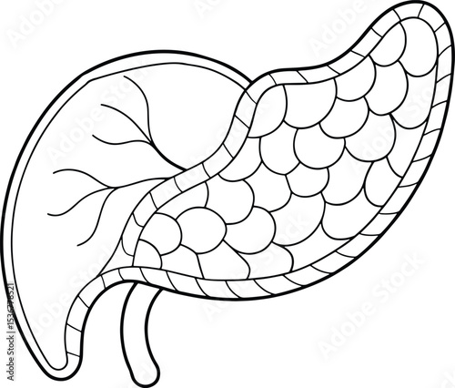 Detailed pancreas anatomy outline drawing medical illustration for education