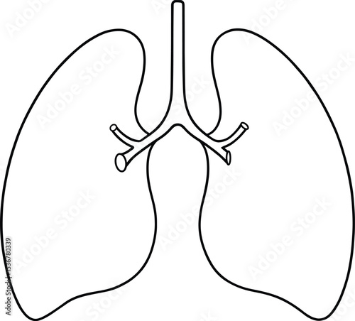 Human lungs line drawing medical anatomy illustration respiratory system diagram