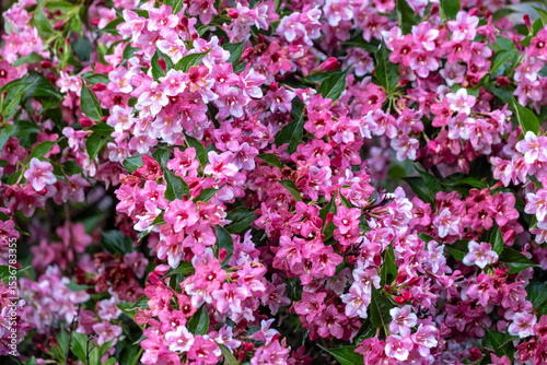 Weigela is a decorative flowering shrub. Blooming pink veigela in the garden. Ornamental shrub with beautiful pink flowers.