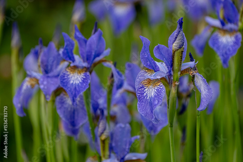 Blue Iris flowers background. green blurry meadow behind