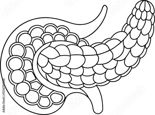 Intricate pancreas drawing outline medical illustration anatomy sketch