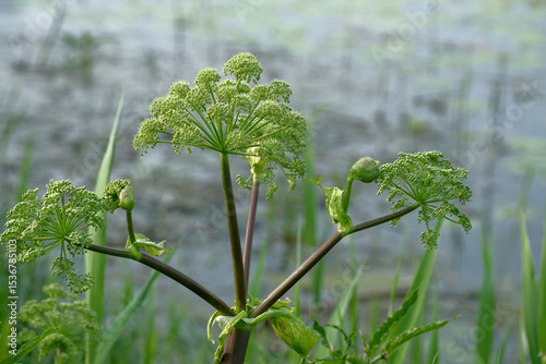 Angelica archangelica. Garden angelica flowerstalk and buds near river