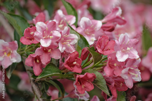 Weigela is a decorative flowering shrub. Blooming pink veigela in the garden. Ornamental shrub with beautiful pink flowers.