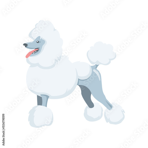 Poodle