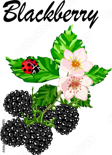 A branch with blackberries.Vector illustration with blackberries on transparent background with text.