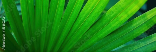 Single green palm leaf, vibrant texture, crisp detail , tropical leaf, nature, leaf
