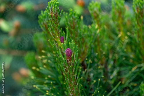 Pinus mugo Ophir with beautiful young shoots and purple cones. Close-up Golden cultivar dwarf mountain pine in sunny spring day. Place for your text