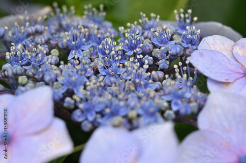 Tablou pe pânză hydrangea macrophylla with lovely purple flowers