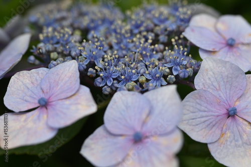 Fototapeta Naklejka Na Ścianę i Meble -  hydrangea macrophylla with lovely purple flowers