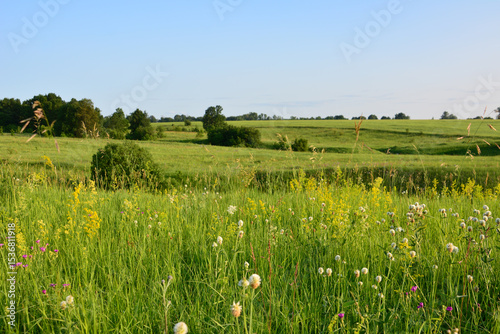 Fototapeta Naklejka Na Ścianę i Meble -  Green Meadow Under a Clear Blue Sky with evening sunlight