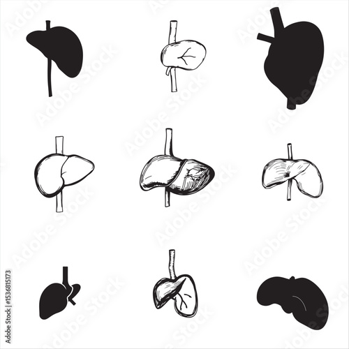 set of human liver