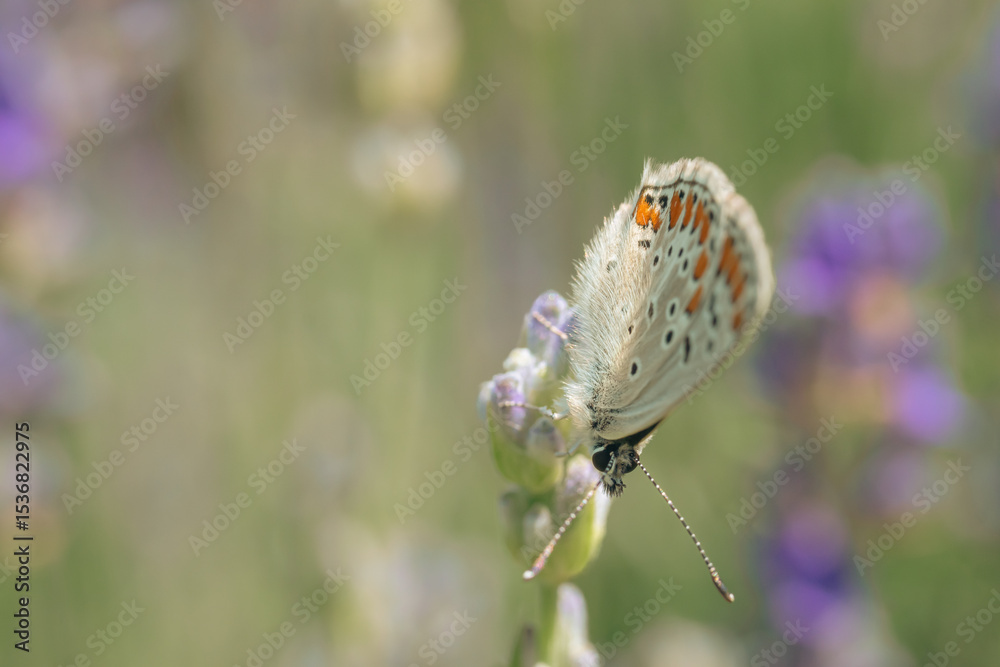 Fototapeta premium Close-up of a white butterfly perched on a lavender blossom