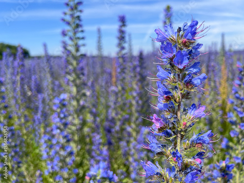 Fotografía Meadow of Vipers Bugloss or Blueweed ,Echium vulgare, blossoms