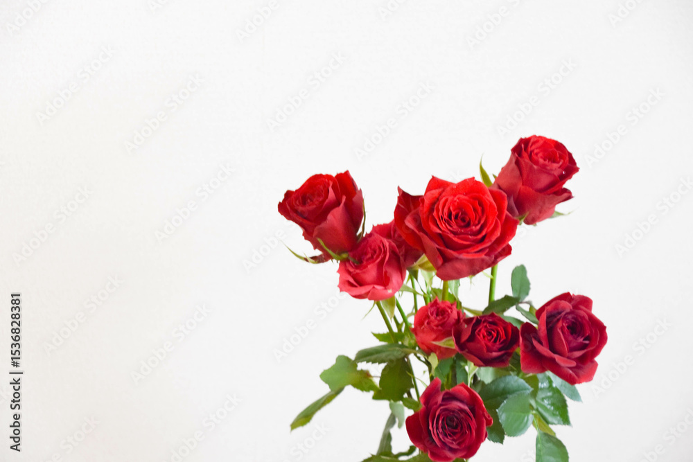 Obraz premium 赤い薔薇