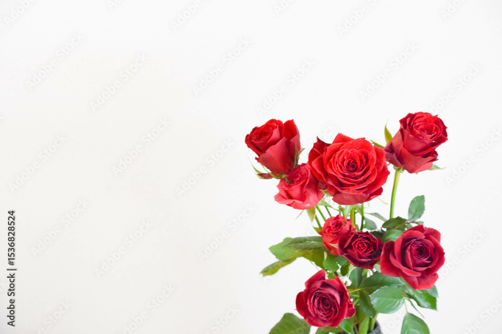 Obraz premium 赤いバラ