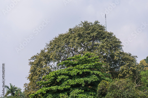 Photography Tall trees with glossy leaves and strong branches stand gracefully under the summer sky and clouds