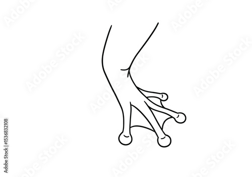 Frog leg drawing. It is a black and white outline image of a single frog leg and webbed foot, showcasing its distinctive structure. Vector sketch line art draw.