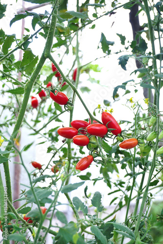 Close up shot of tomato fruit, Organic vegetable farm