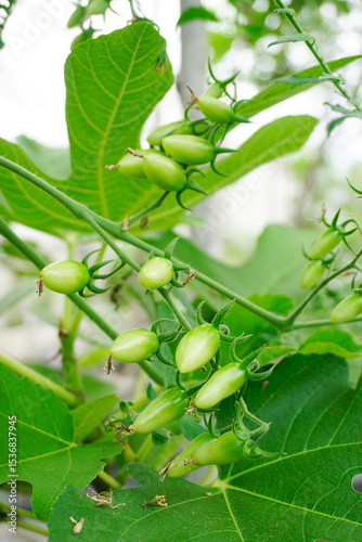 Close up shot of tomato fruit, Organic vegetable farm
