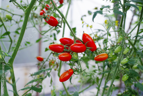 Close up shot of tomato fruit, Organic vegetable farm