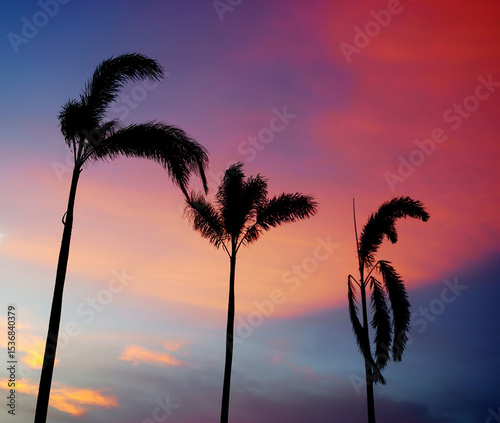 Silhouette of palm tree with twilight sky, Nature background