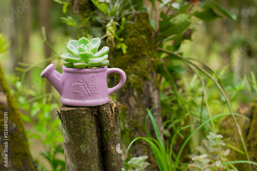 A charming succulent sits inside a small pink watering-can-shaped pot, blending cuteness with natural elegance in soft ligh