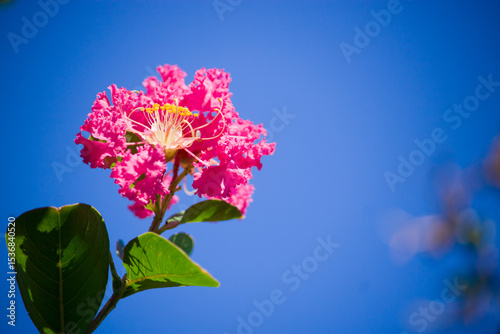 A vibrant crape myrtle flower blooms in vivid detail, standing out beautifully against the clear blue sky in the background.