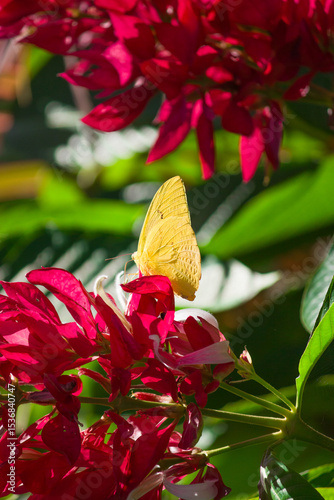 A beautiful butterfly rests gently on a red flower, surrounded by lush greenery and the peaceful essence of wild nature