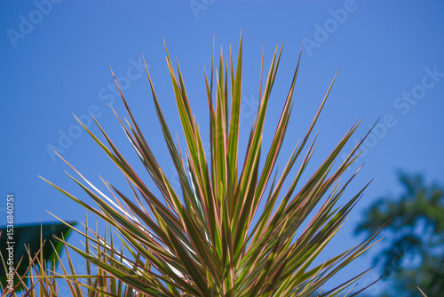 Dracaena angustifolia rises gracefully with its slender green leaves set against a vibrant blue sky, radiating tropical serenity.