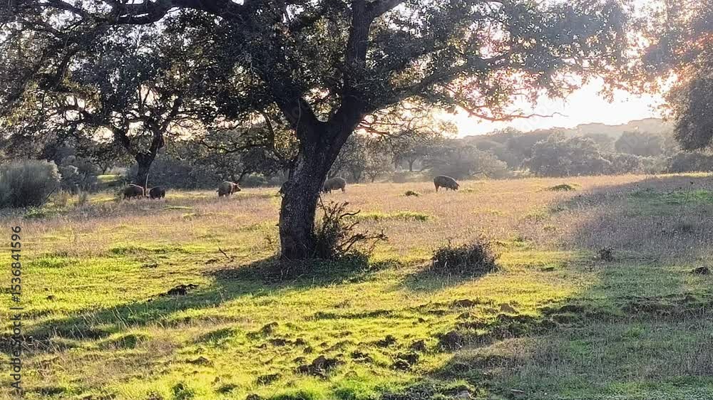 Cerdo ibérico en la dehesa con encina al atardecer 