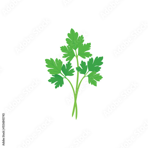 parsley isolated on white background