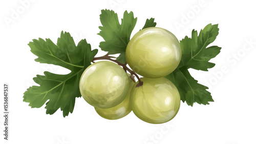 Fresh green gooseberries nestled among vibrant green leaves in a sunlit garden during the warm summer months inviting a sense of nature's bounty and wholesome delight.