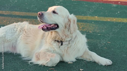 Labrador Retriever dog with long hair tired stuck his tongue out on the street
