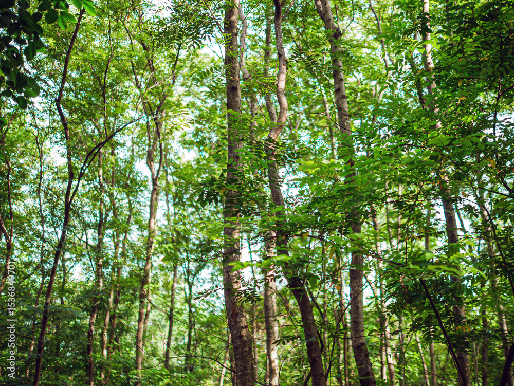 Fototapeta premium Into the forest. tree background, Nature composition tree trunk to green leaves of tree in forest with sun light. Fresh environment in green woods. Forest tree on sunny day.