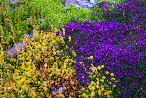 High angle view of creeping plants in rock garden, including flowering thyme, scotch moss and different sedums seen during a late spring morning