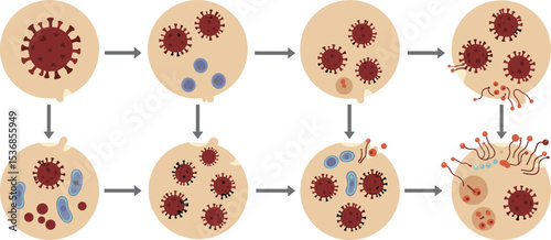  Virus infection process diagram showing stages of viral replication, cell entry, viral assembly, release, and subsequent spread for educational purposesflat vector illustration