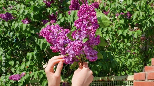 The hand touches the lilac flowers