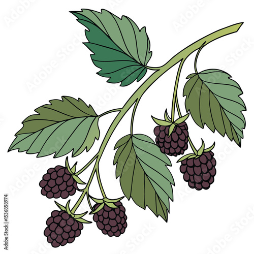 Illustration of fresh blackberries on branch with green leaves drawing for food and nature lovers vector
