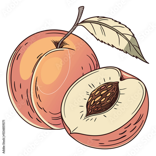 Peach fruit illustration vector drawing fresh ripe peaches slice healthy food summer harvest design art
