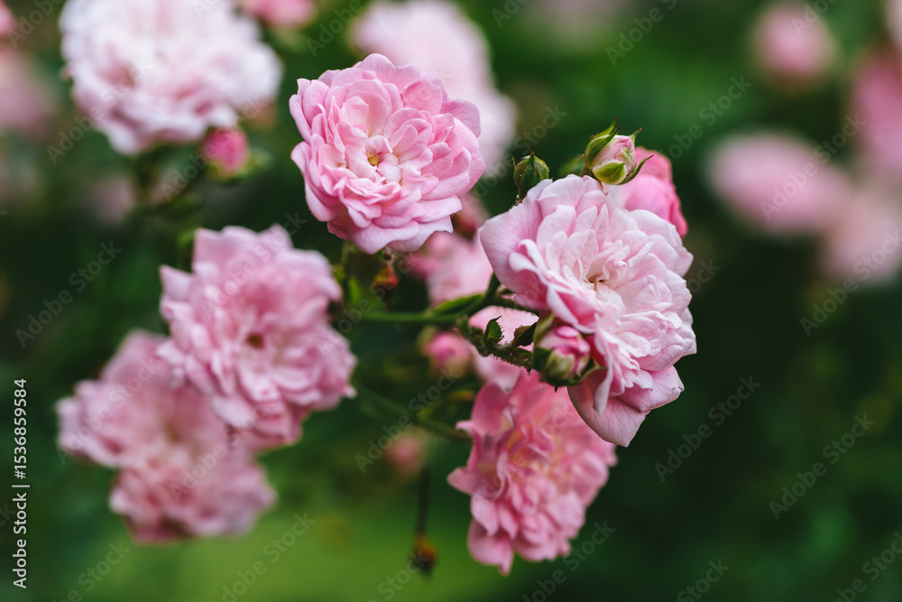 Obraz premium Delicate pink roses in bloom, close-up floral macro in natural garden setting, expressing tranquility, romantic beauty, and gentle summer mood with soft blurred background
