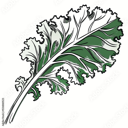 Isolated kale leaf vegetable illustration nutrition healthy food diet organic fresh green leafy plant drawing vector
