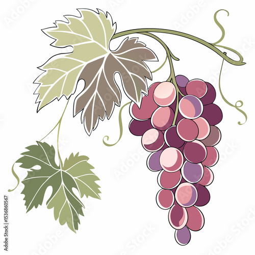 Illustration of grapes with leaves drawing of fruit vine healthy food purple and green design art vector
