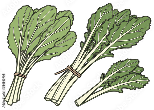 Fresh chard bunches organic healthy food green vegetables cooking ingredients for salad and nutrition vector
