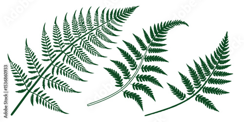 Fern fronds vector illustration for botanical designs and nature inspired artwork, green fern plant 
