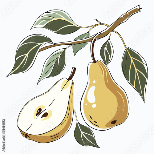 Illustration of pears on a branch with leaves for healthy eating and fresh fruit design art project vector
