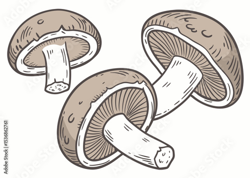 Mushroom illustration edible fungi drawing organic food ingredient cooking ingredient healthy vector
