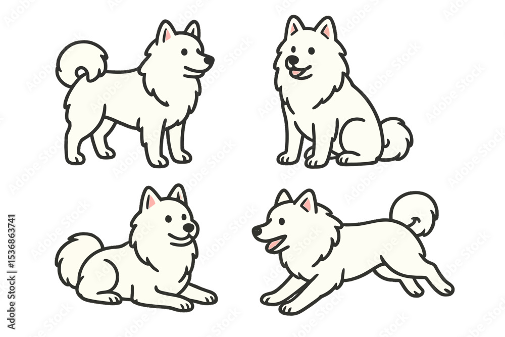 Four American Eskimo Dogs in different poses and expressions Four American Eskimo Dogs in different poses and expressions